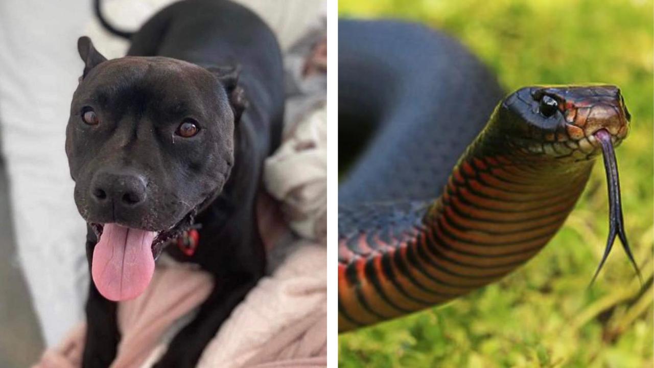 can a adder bite kill a dog