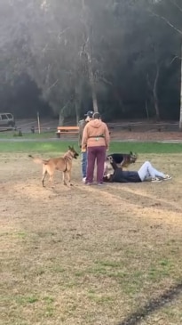 Woman punched in the face after dispute over dog attack
