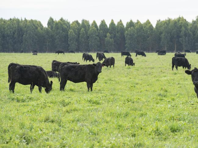 NEWS: Te Mania Angus Tom GubbinsState of the season - western district has been pretty wet, yarn on weather so far and how the season is treating producers.PICTURED: Tom Gubbins with his heifers.PICTURE: ZOE PHILLIPS