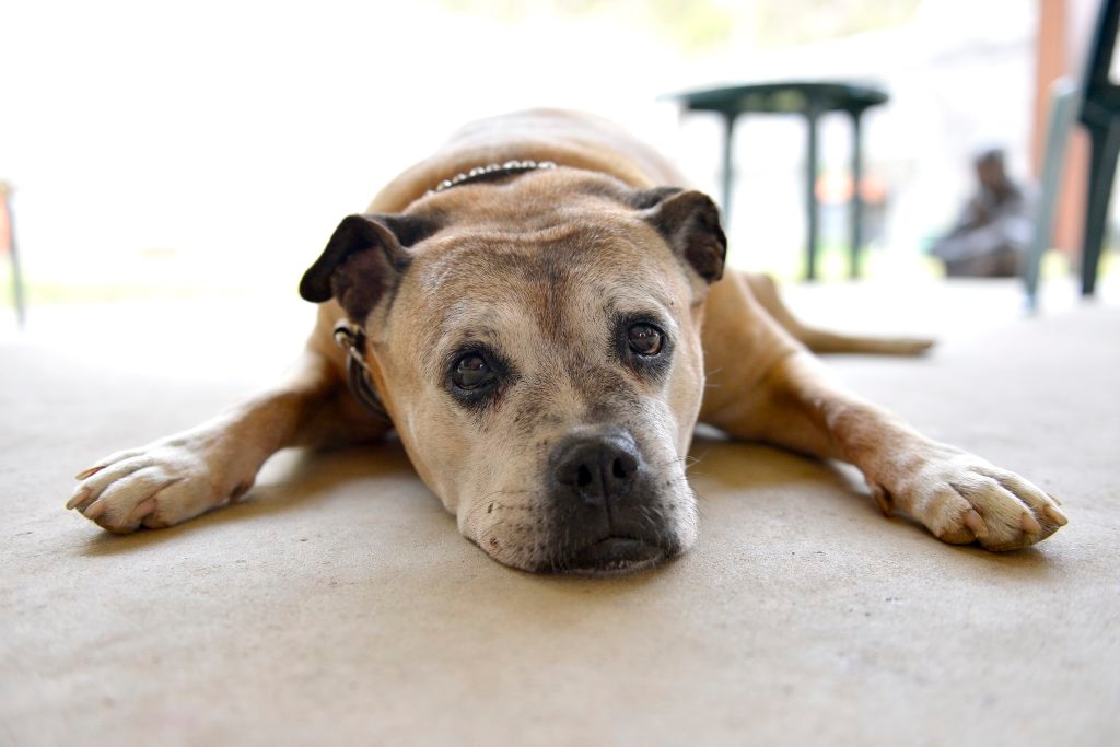 World's oldest sale staffy