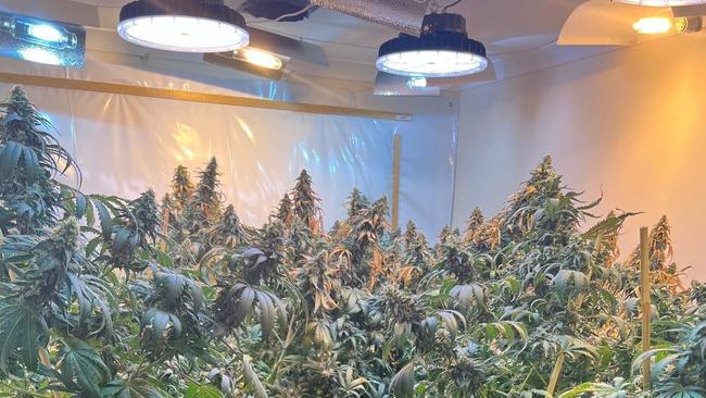 Thi Thu Hein Vu, 35, of Lake Haven, was charged with cultivating and supplying a commercial quantity of cannabis. (File image: NSW Police)