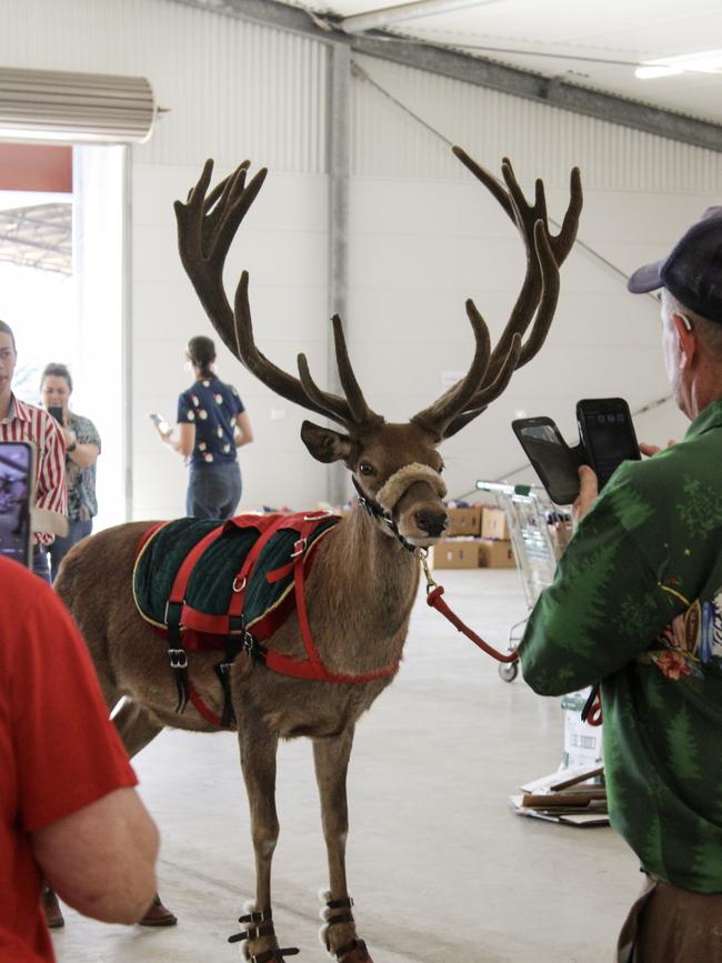 SANTA’S HELPERS: The arrival of two reindeers brought a joyful reprieve for the volunteers who took photos with the jolly visitors.