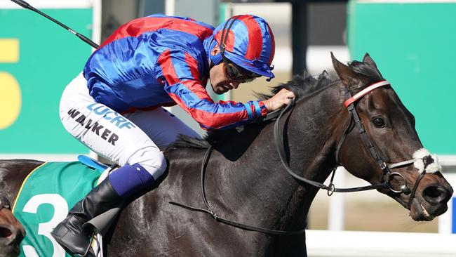 Prince Of Arran won last year’s Geelong Cup. Picture: AAP