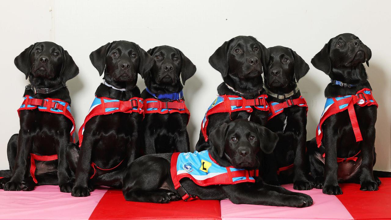 ADA’s “E-litter” of puppies has started training. They are: Echo, Everly, Elroy, Emerald, Euan, Else, and Eleanor. Picture: Tim Hunter