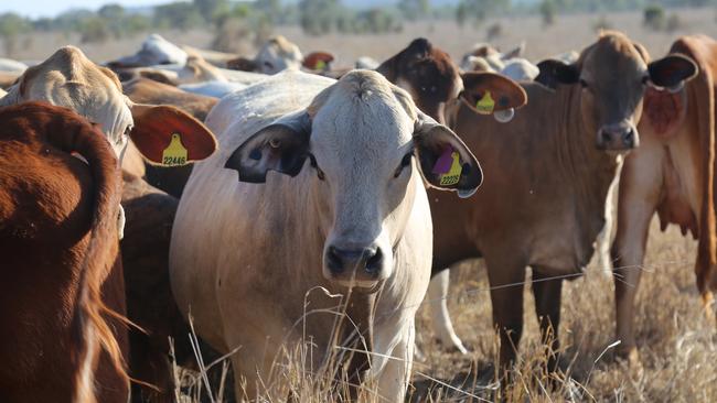 Some more of the cattle on the Central Queensland property.