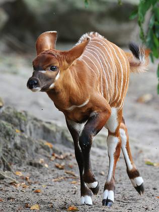 Taronga Zoo welcomes eastern bongo calf to growing family | Daily Telegraph