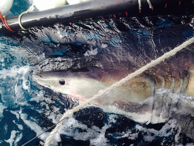 A shark is tagged on the far north coast as part of a new program funded by the NSW Government. Picture: Supplied