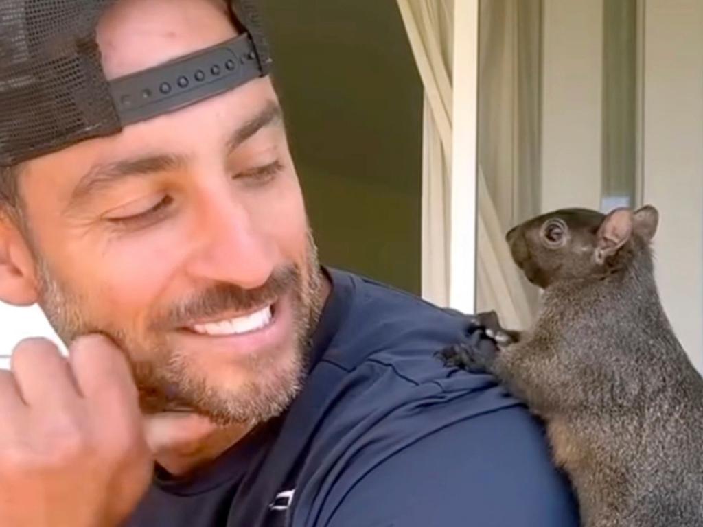 Named Peanut, the squirrel was rescued by Mark Longo seven years ago after he saw its mother being hit by a car in New York City. Picture: AP