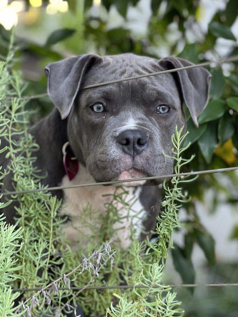 Marley the American pocket bully, submitted by Opal Witney from Coffs Harbour