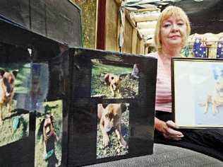 Michelle Lake fears that her staffy cross has been stolen to be used in dog fighting in Queensland. . Picture: Jay Cronan