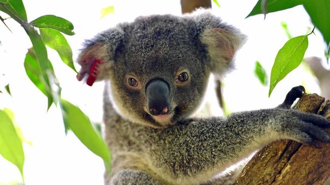 GREEN LIGHT: The koala plan of management for Kings Forest has been approved. Picture: John McCutcheon