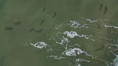 Hundreds of sharks off Miami Beach on the Gold Coast. Picture: Ayla Schepisi