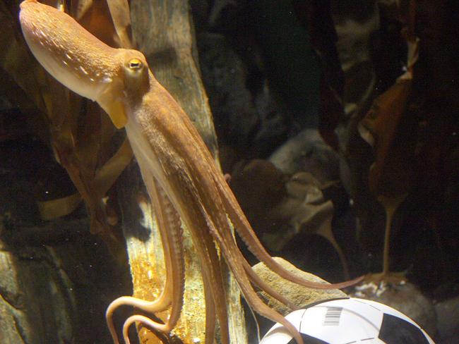 Original and the best. Paul the Octopus doing his thing in 2010.