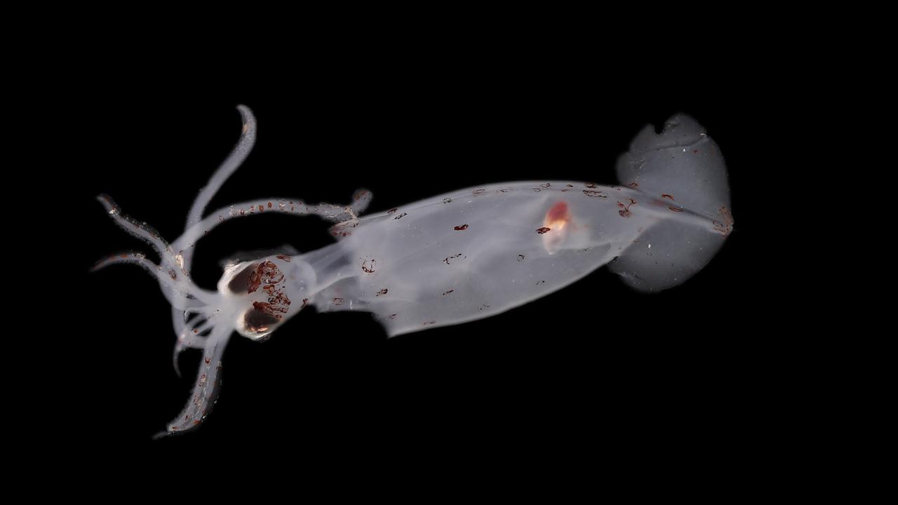 A potentially new species of elusive deep-sea squid (Brachioteuthis sp.) Picture: Ocean Census/NIWA