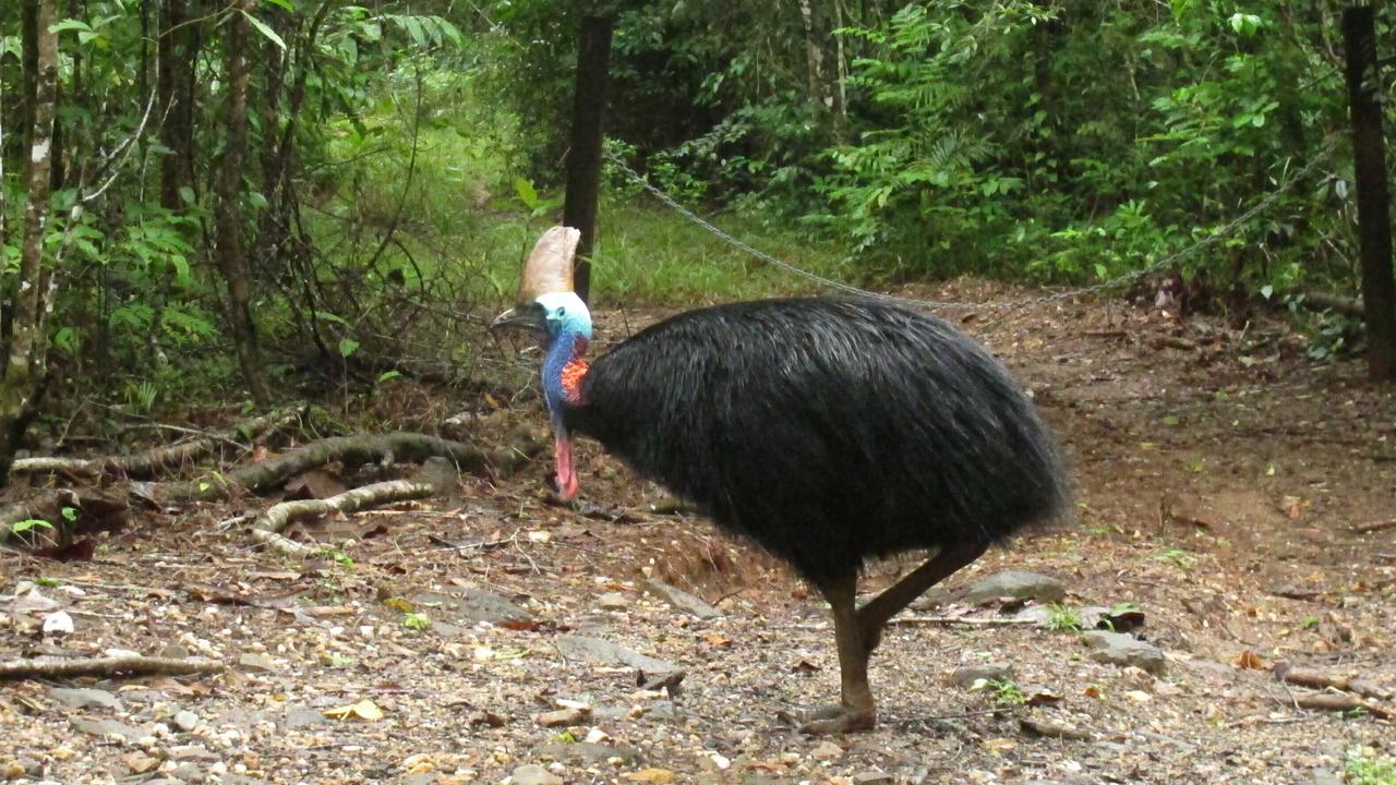 Cassowary attacked and killed 75yo owner | news.com.au — Australia’s ...