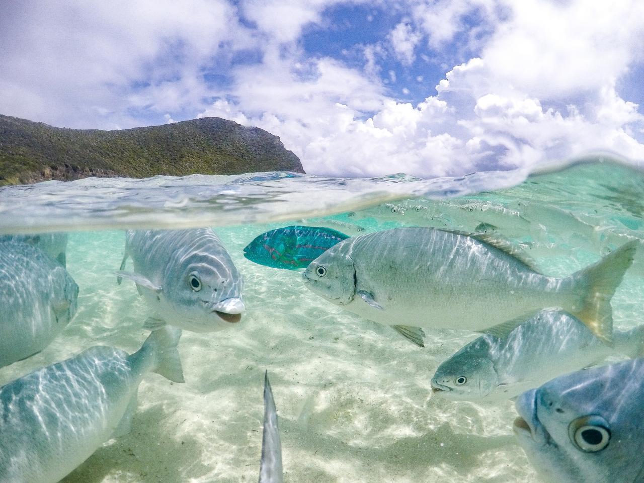 Supplied Travel LORD HOWE ISLAND. Fish underwater at Neds Beach. For story by Celeste Mitchell. Picture: Jackson
