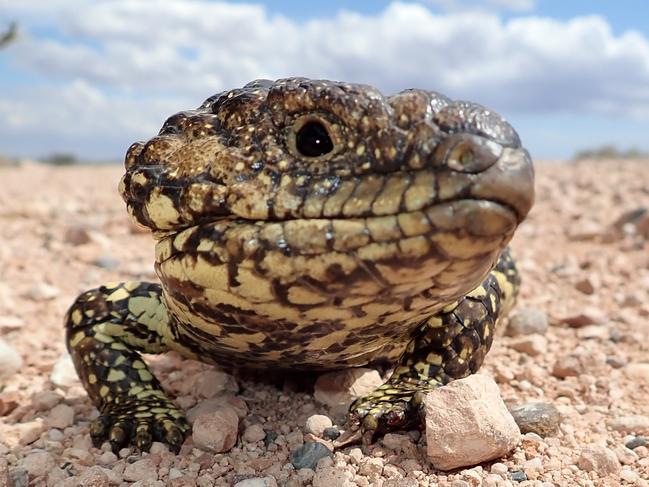 Lizards, including sleepy lizards, are being taken from the Tennyson Dunes to be sold on the black market. Picture: Supplied.