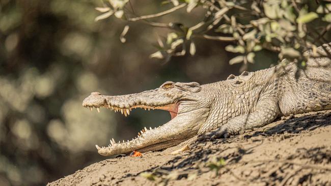 The water looks tempting, but you lose your desire to leap into it when you see the crocodiles’ slides. Picture: Supplied