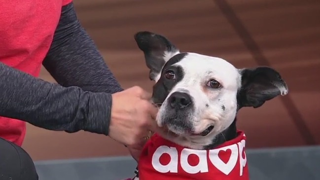 Meet Caroline Our Pet of the Day