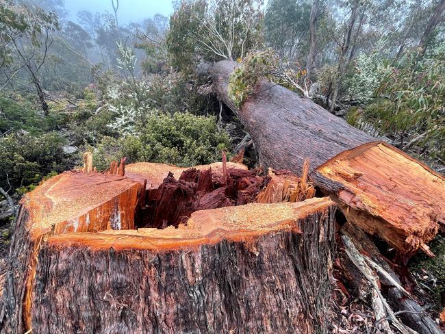 Large tree felled in the Snow Hill forest logging area.