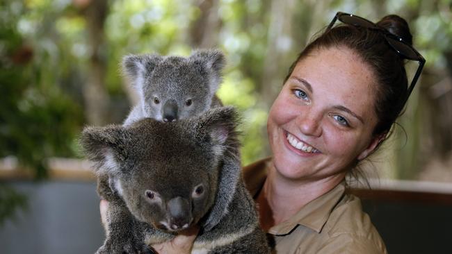 Mammal keeper Elli Egan with koalas Pelita and Tallow at Hartleys Crocodile Adventures Picture: Anna Rogers