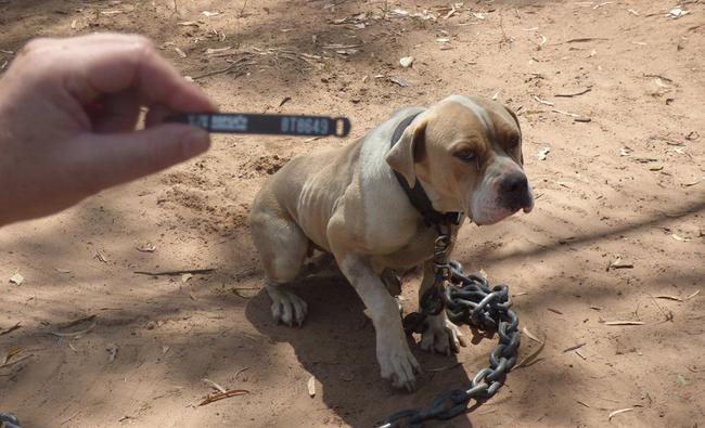 PUPPY FARM: Some of the dogs seized from a Glenarbon property where an alleged puppy farm was uncovered on Monday. Picture: RSPCA Queensland