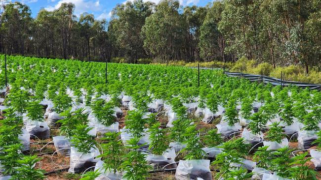 The cannabis had a street value of $31m. Picture: NSW Police