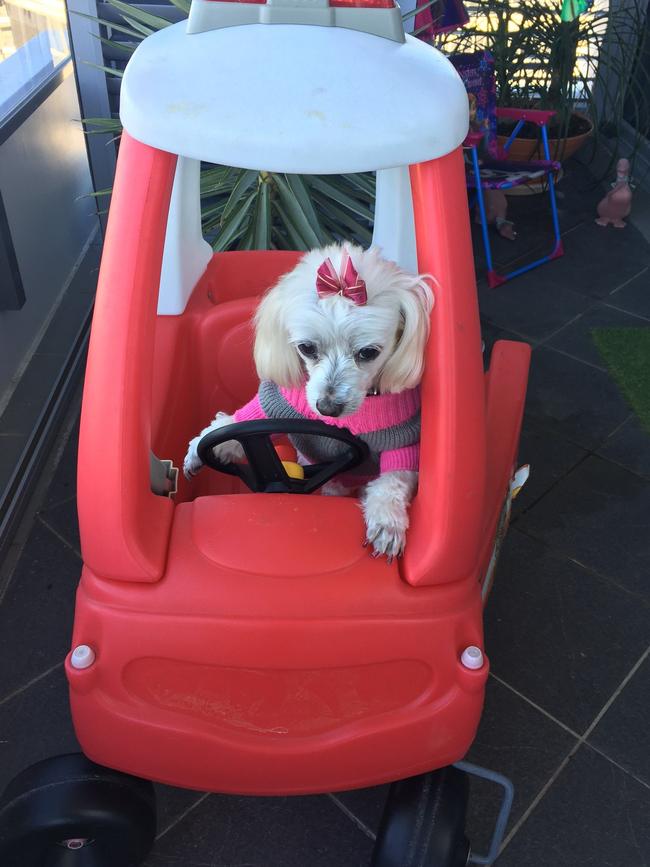 Princess Pookie: Canine cruiser Princess Pookie may well be the most spoiled pooch on the Coast, according to Cr DawnCrichlow, who sent in this snap.