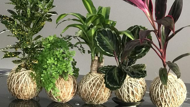 Kokedama line-up from Gold Coast based business koke.com.au