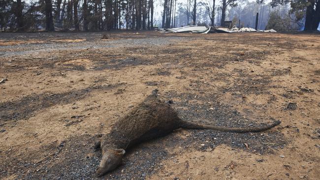 A dead wallaby pictured in the Wingello State Forest on Monday. Picture: Brett Hemmings/Getty