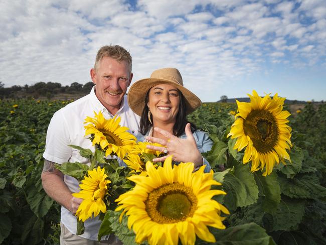 Photo gallery: Love blooms as thousands fill famous sunflower fields