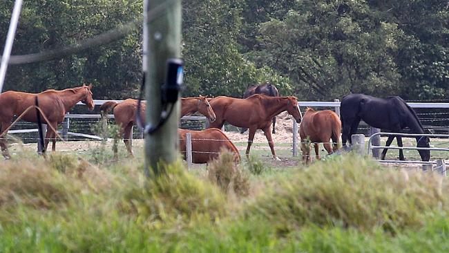 Horses are seen at the Meramist Abattoir in Caboolture, north of Brisbane on Friday. Picture: AAP