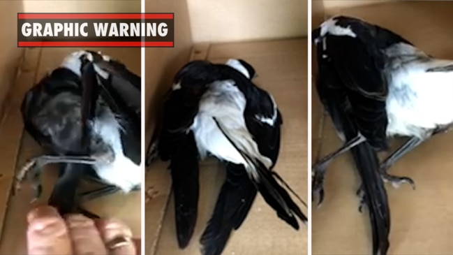 Mysterious magpie deaths on the Gold Coast