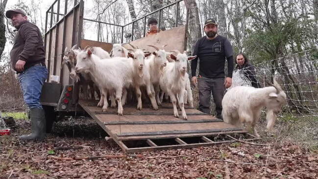 Chile’s four-legged fire protection