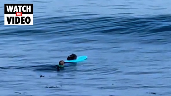 Pregnant otter steals man’s surfboard