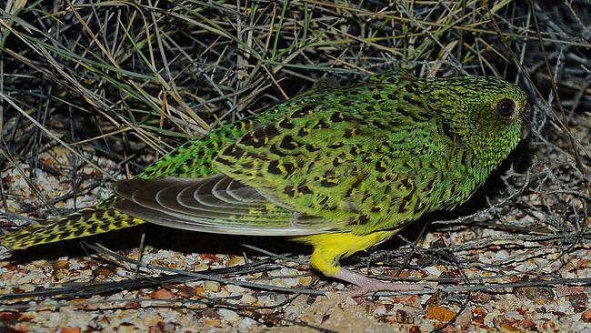 An image of the elusive Night Parrot taken by ecologist John Young on May 26, 2013 at Brighten Downs, Western Queensland. Picture: JOHN YOUNG