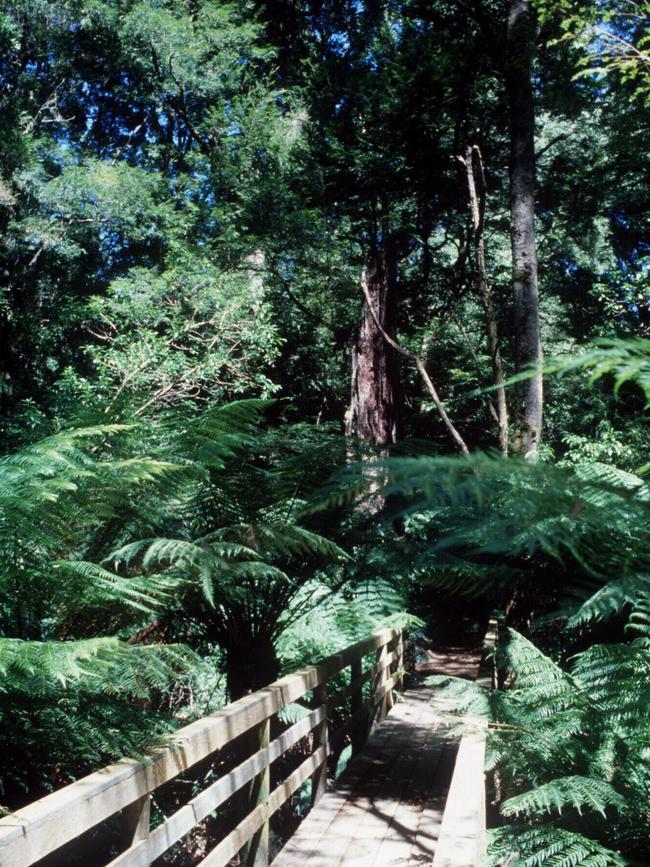 Melba Gully State Forest: the place to go for glow-worms.