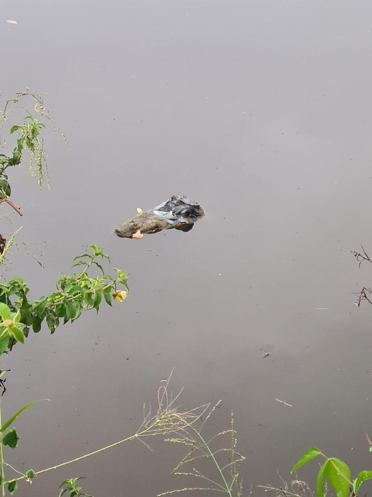 The fake crocodile at Ululah Lagoon.