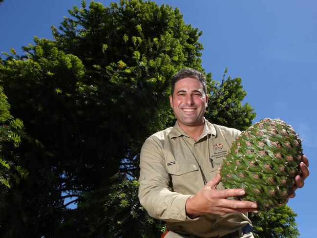 Australian Botanic Garden Mt Annan senior horticulturalist Joe Galea holds one of the massive Bunya nuts from the Bunya Pine trees for a story with the Macarthur Chronicle earlier this year. Picture: Robert Pozo