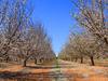 Australian horticulture landscape