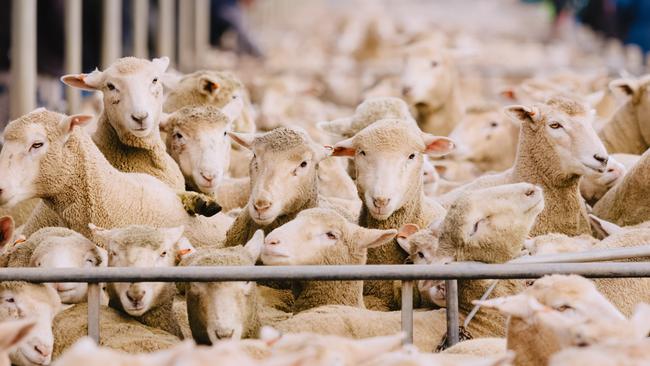 Market price: There have been somewhat unusual outcomes for sucker lambs at sales in the past week.