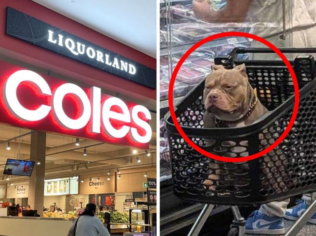 A controversial photo of a dog sitting inside a supermarket trolley has sparked intense debate among shoppers. Picture: Reddit