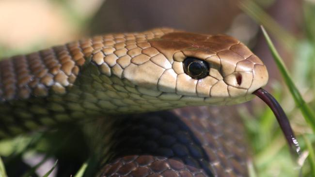 Brisbane’s suburbs no safe haven from deadly snakes as summer heats up ...