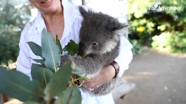 Kangaroo Island port concerns: Video from 2019