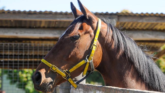 Onset, horse trained by Neville Stewart