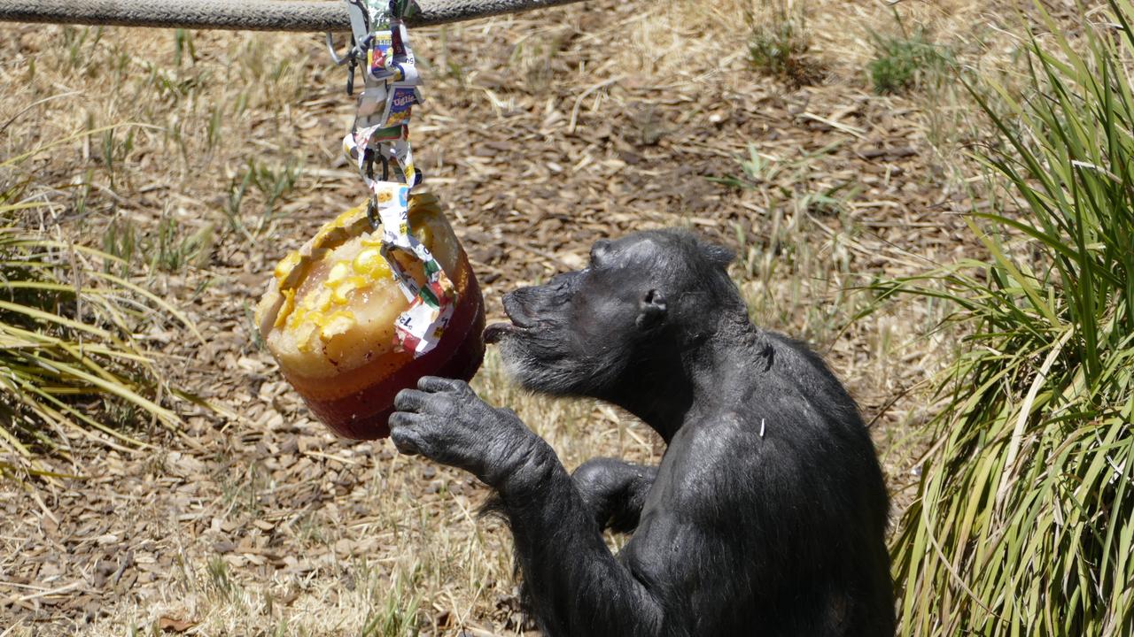 Chimpanzee Boyd tucks into an iceblock at Monarto zoo. Picture: ZoosSA 