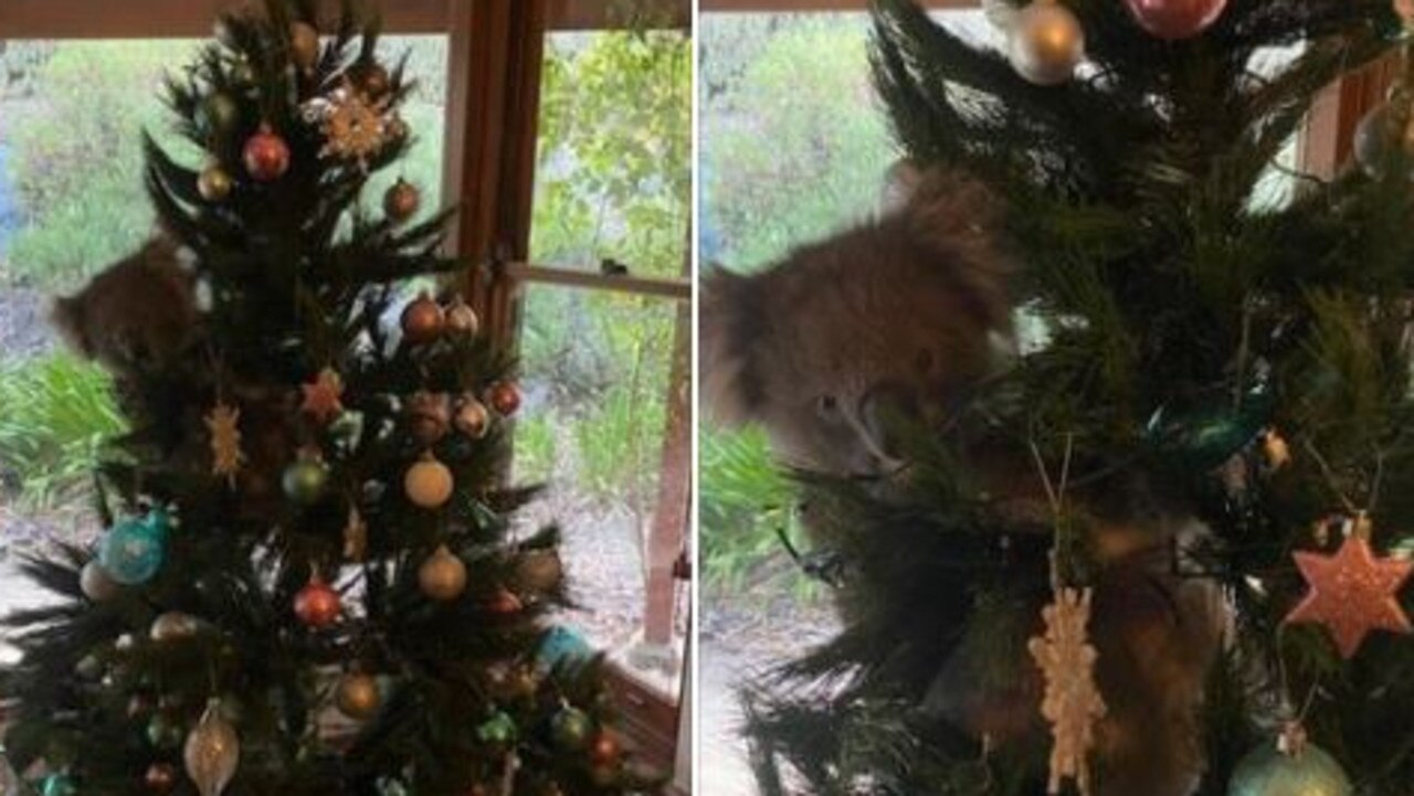 Adelaide Hills: Koala Nestles In Family's Christmas Tree | The Advertiser