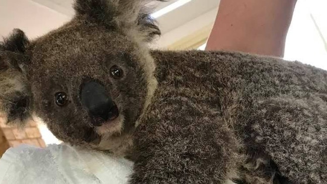 Sydney, 4 September 2023, a koala which nearly didnÃ¢â¬â¢t survive the catastrophic Black Summer bushfires has become a mum for the second time in the wild. Ember was found in November 2019 walking on the burnt ground in Whiporie, New South Wales after fires swept through the area. Ember the koala, rescued from the bushfires, shortly after her intake. Photo: Friends of the Koala