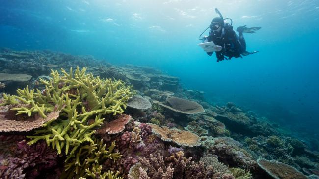 Gladstone Great Barrier Reef tours could be coming our way | The ...