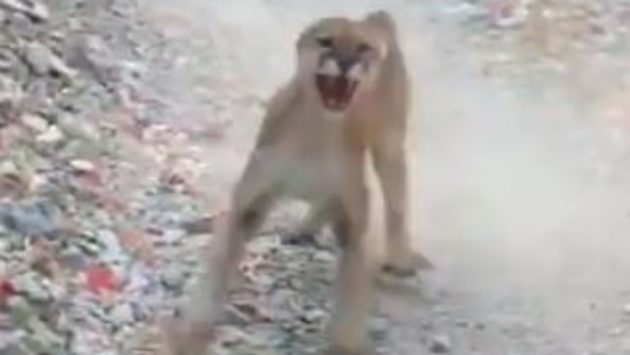 Hiker Films Himself Chased By Aggressive Cougar For Six Minutes The Courier Mail 0542